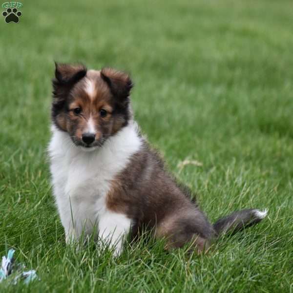 Blossom, Sheltie Puppy